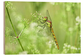 Cuadro de madera Dragonfly in the meadow - Bernhard Kaiser