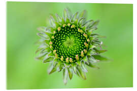Acrylglasbild Knospe der Echinaceae - Bernhard Kaiser
