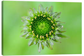 Leinwandbild Knospe der Echinaceae - Bernhard Kaiser