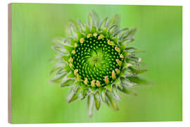 Holzbild Knospe der Echinaceae - Bernhard Kaiser