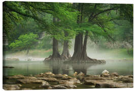 Tableau sur toile Fog at the Guadalupe River, Texas, USA - Martin Podt