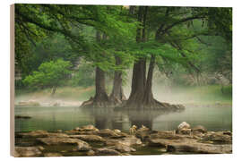 Obraz na drewnie Fog at the Guadalupe River, Texas, USA - Martin Podt