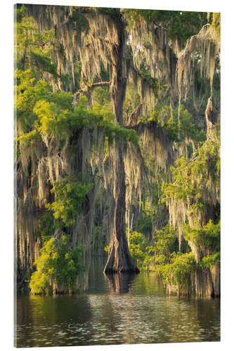 Tableau en verre acrylique Spring in the southern swamps