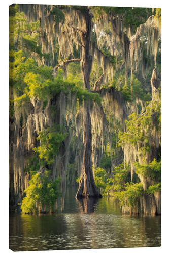 Canvas print Spring in the southern swamps