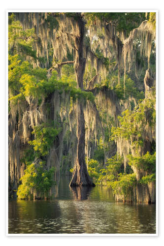 Poster Spring in the southern swamps