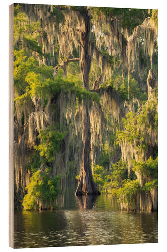 Cuadro de madera Spring in the southern swamps