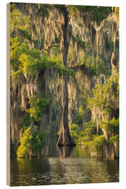 Cuadro de madera Spring in the southern swamps - Martin Podt