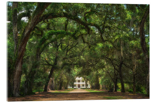 Cuadro de metacrilato Plantation alley in Louisiana, USA
