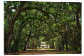 Cuadro de metacrilato Plantation alley in Louisiana, USA - Martin Podt