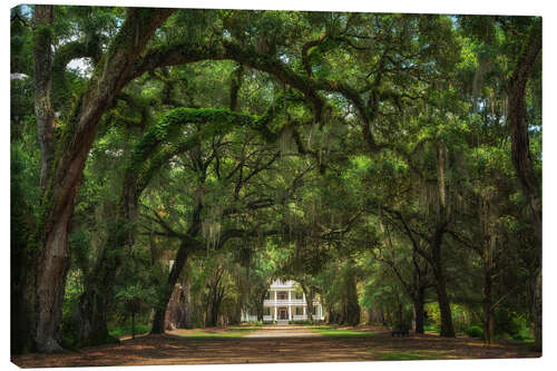 Tableau sur toile Plantation alley in Louisiana, USA