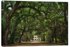 Tableau sur toile Plantation alley in Louisiana, USA - Martin Podt