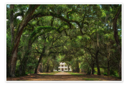 Poster Plantation alley in Louisiana, USA