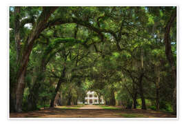 Wandbild Plantagengasse in Louisiana, USA - Martin Podt