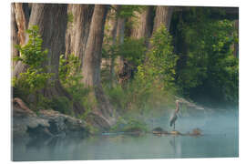 Cuadro de metacrilato Grey heron on the bank of a river in Texas, USA - Martin Podt