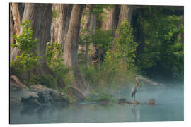 Alubild Graureiher am Ufer eines Flusses in Texas, USA - Martin Podt