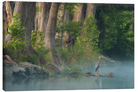 Tableau sur toile Grey heron on the bank of a river in Texas, USA - Martin Podt