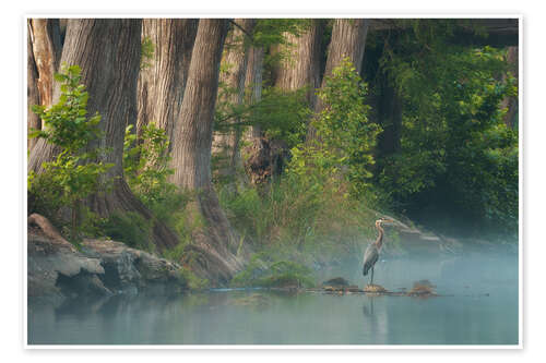 Poster Grey heron on the bank of a river in Texas, USA