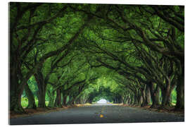 Cuadro de metacrilato Louisiana road with live oaks - Martin Podt