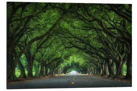 Alubild Louisiana Straße mit immergrünen Eichen - Martin Podt