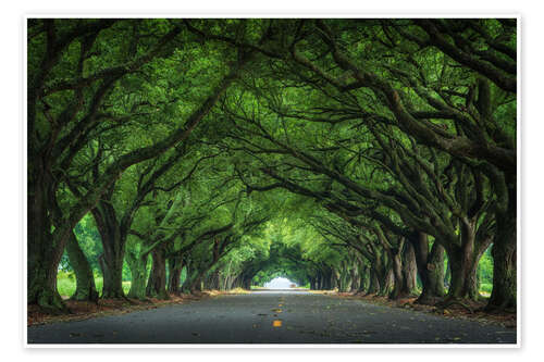 Poster Louisiana road with live oaks