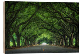 Cuadro de madera Louisiana road with live oaks - Martin Podt