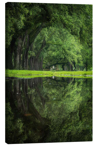 Stampa su tela New Orleans reflected - The green eye