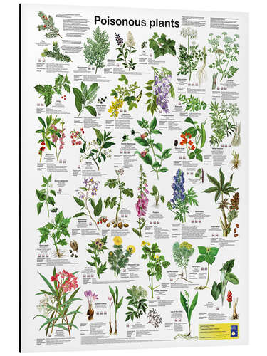 Aluminium print Poisonous plants