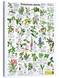 Canvas print Poisonous plants - Planet Poster Editions