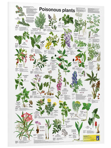 Bilde på skumplate Poisonous plants