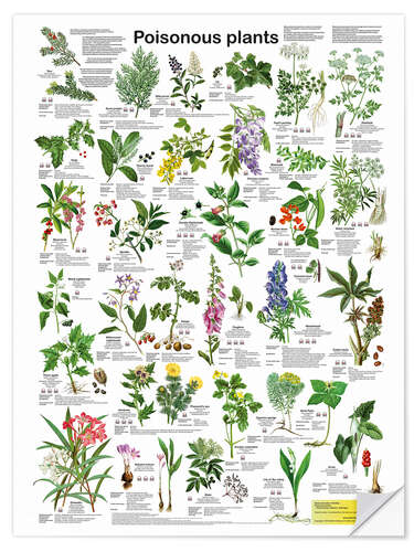 Selvklebende plakat Poisonous plants