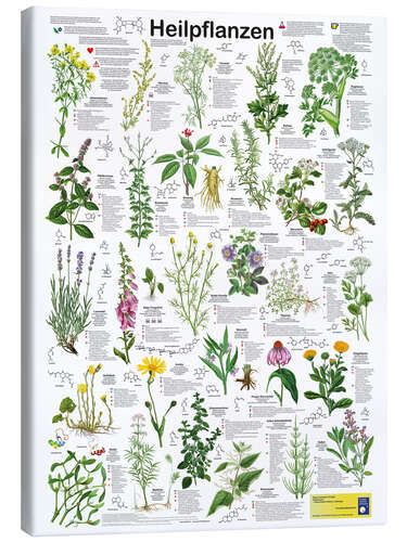 Canvas print Medicinal plants (German)