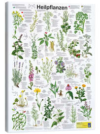 Canvas print Medicinal plants (German) - Planet Poster Editions