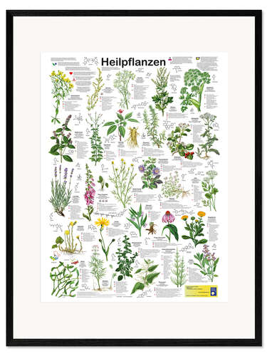 Gerahmter Kunstdruck Heilpflanzen