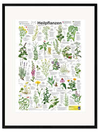 Gerahmter Kunstdruck Heilpflanzen - Planet Poster Editions