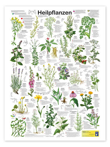 Poster Medicinal plants (German)