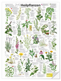 Wandsticker Heilpflanzen - Planet Poster Editions