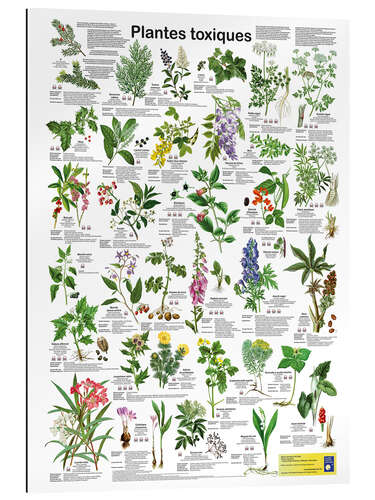 Tableau en plexi-alu Plantes toxiques