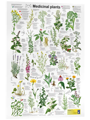 Acrylic print Medicinal Plants