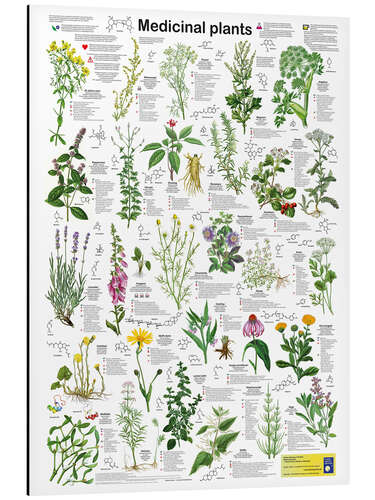 Aluminium print Medicinal Plants