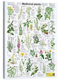 Canvas print Medicinal Plants - Planet Poster Editions