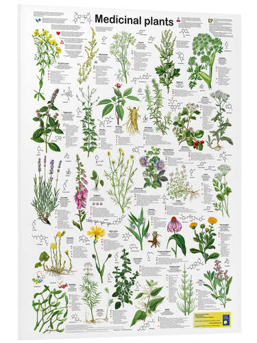 Foam board print Medicinal Plants