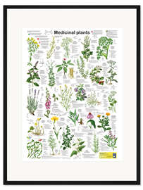 Gerahmter Kunstdruck Heilpflanzen (englisch)