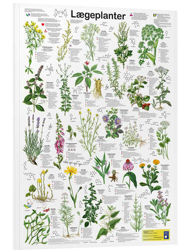 Foam board print Medicinal plants (Danish)