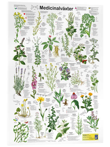 Acrylic print Medicinal plants (Swedish)