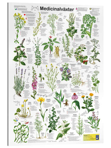 Tableau en plexi-alu Medicinal plants (Swedish)