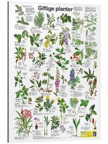 Tableau en aluminium Poisonous plants (Danish)