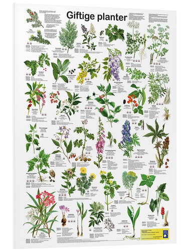 Foam board print Poisonous plants (Danish)