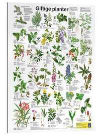 Tableau en plexi-alu Poisonous plants (Danish)