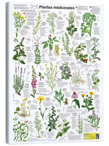 Canvas print Medicinal plants (French)