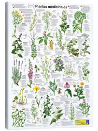 Canvas print Medicinal plants (French) - Planet Poster Editions